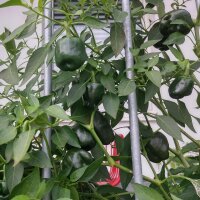 Chili Pepper Chilhuacle Negro (Capsicum annuum) seeds
