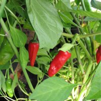 Padrón Peppers/ Pimientos de Padrón (Capsicum annuum) seeds