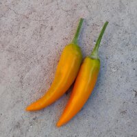 Chili Pepper Bulgarian Carrot (Capsicum annuum)