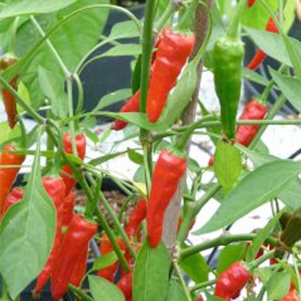 Guyana Rainforest Chili Pepper Mazaroni (Capsicum annuum) seeds