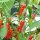 Guyana Rainforest Chili Pepper Mazaroni (Capsicum annuum) seeds