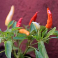 Chili pepper Aji Omnicolor (Capsicum baccatum)