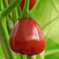 Chili pepper Speedball (Capsicum baccatum)