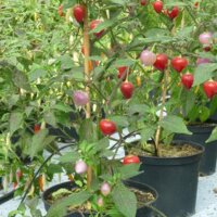 Chili Pepper Pimenta Barra Do Ribeiro (Capsicum baccatum)...