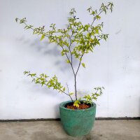 Wild Chilli Pepper Chacoense (Capsicum chacoense) seeds