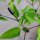 Wild Chilli Pepper Chacoense (Capsicum chacoense) seeds