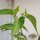 Wild Chilli Pepper Chacoense (Capsicum chacoense) seeds