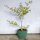 Wild Chilli Pepper Chacoense (Capsicum chacoense) seeds