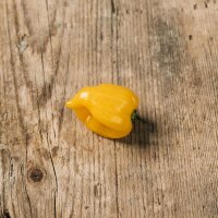 Yellow Habanero Pepper (Capsicum chinense) seeds