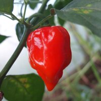 Red Savina Habanero Pepper (Capsicum chinense)