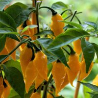 Yellow African Fatalii Chilli Pepper (Capsicum chinense)...