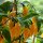 Yellow African Fatalii Chilli Pepper (Capsicum chinense)