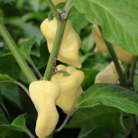 White Habanero Pepper (Capsicum chinense)
