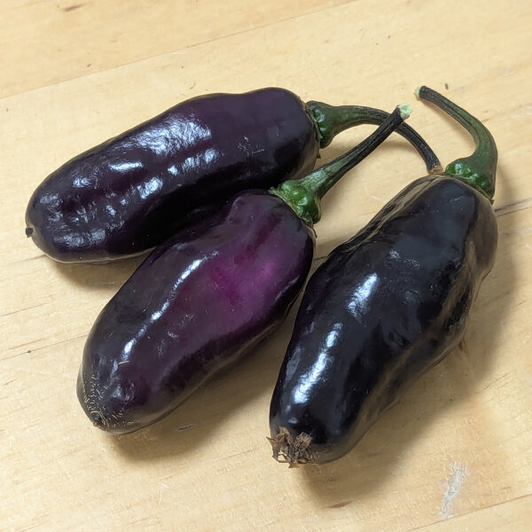 Purple Pepper Pimenta Da Neyde (Capsicum chinense x annuum) seeds
