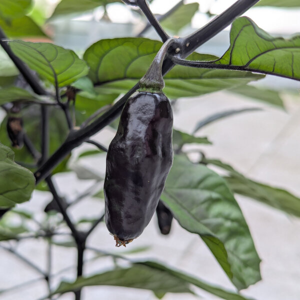 Purple Pepper 'Pimenta Da Neyde' (Capsicum chinense x annuum) seeds