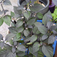 Purple Pepper Pimenta Da Neyde (Capsicum chinense x annuum) seeds