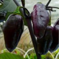 Purple Pepper Pimenta Da Neyde (Capsicum chinense x annuum)