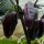 Purple Pepper Pimenta Da Neyde (Capsicum chinense x annuum) seeds