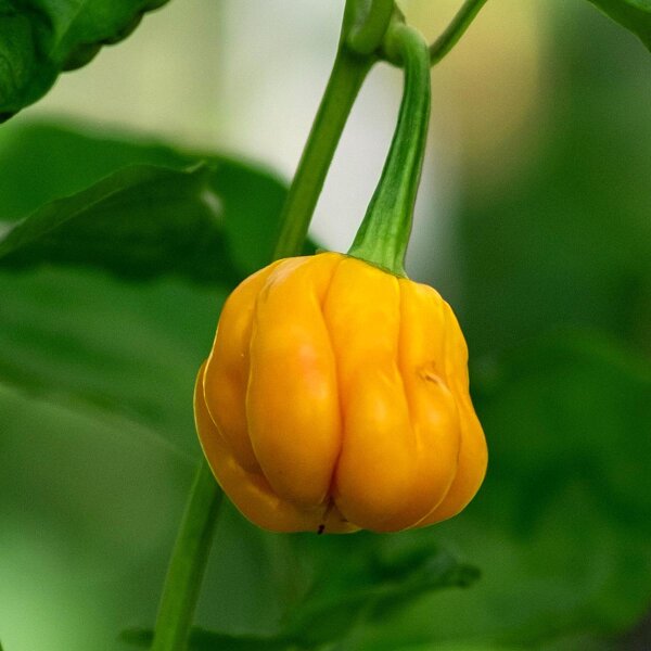 Habanero Pepper Mustard (Capsicum chinense) seeds