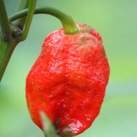 Hot Chilli Pepper Trinidad Scorpion (Capsicum chinense)...