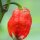 Hot Chilli Pepper Trinidad Scorpion (Capsicum chinense) seeds