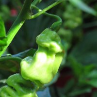 Suriname Yellow Pepper Madame Jeanette (Capsicum...