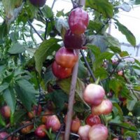 Chili Pepper Purple Habanero Peach (Capsicum chinense) seeds