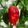 7 Pot Brain Strain Habanero Pepper (Capsicum chinense) seeds