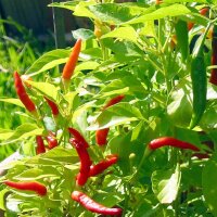 Malagueta Pepper (Capsicum frutescens) seeds