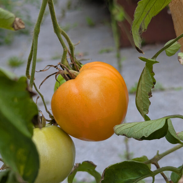 Turkmenistan Beefsteak Tomato Serdtse Ashkhabada (Solanum lycopersicum) seeds