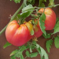 Turkmenistan Beefsteak Tomato Serdtse Ashkhabada (Solanum...