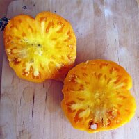 Orange Heirloom Tomato Persimmon (Solanum lycopersicum)...