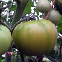 Orange Heirloom Tomato Persimmon (Solanum lycopersicum)...