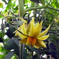 Orange Heirloom Tomato Persimmon (Solanum lycopersicum) seeds