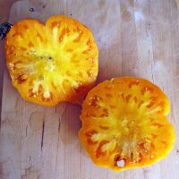 Orange Heirloom Tomato Persimmon (Solanum lycopersicum)