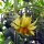 Orange Heirloom Tomato Persimmon (Solanum lycopersicum) seeds