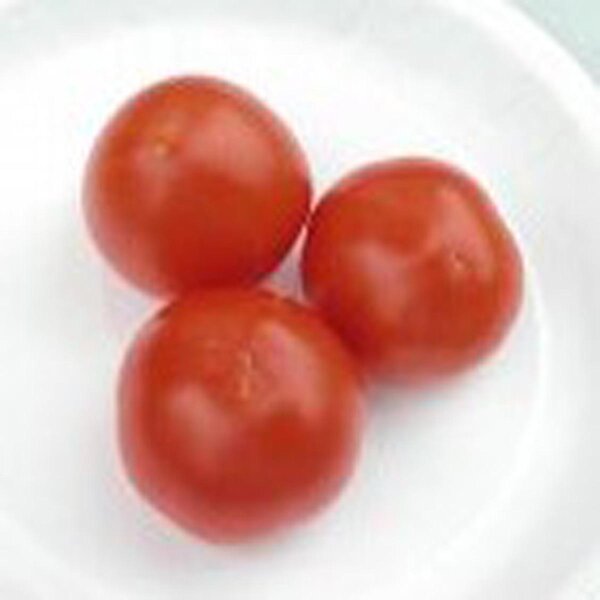 Tomato Alaska Wonder (Solanum lycopersicum) seeds