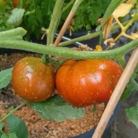 Black Pear Tomato (Solanum lycopersicum)