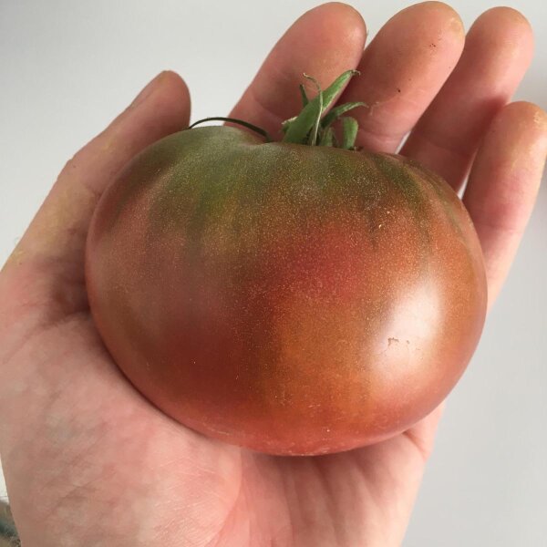 Carbon Tomato (Solanum lycopersicum) seeds