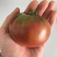 Carbon Tomato (Solanum lycopersicum)