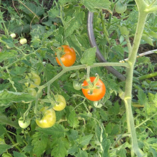 Bush Tomato Ida Gold (Solanum lycopersicum) seeds