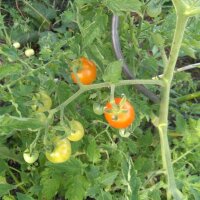 Bush Tomato Ida Gold (Solanum lycopersicum)