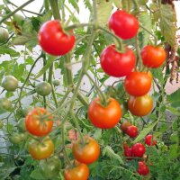Tomato Outdoor Girl (Solanum lycopersicum)