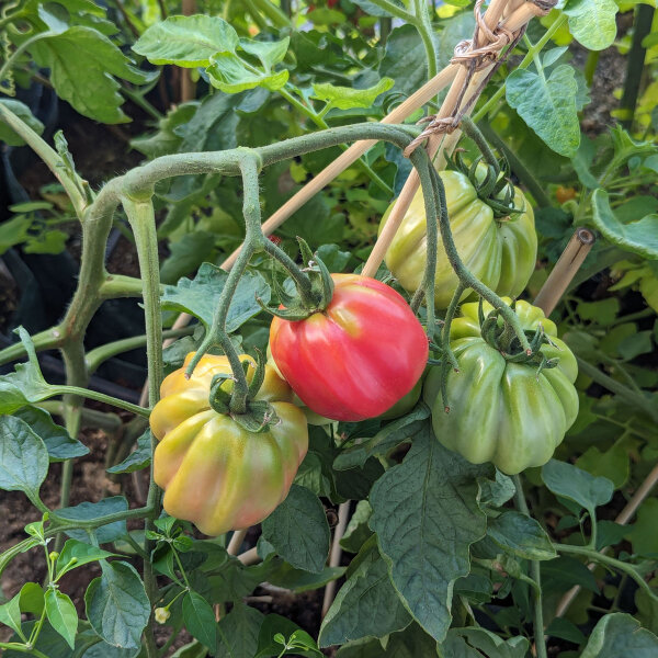 Stuffing Tomato Striped Stuffer (Solanum lycopersicum) seeds