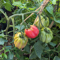 Stuffing Tomato Striped Stuffer (Solanum lycopersicum) seeds