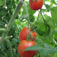 Tomato Stupice (Solanum lycopersicum) seeds
