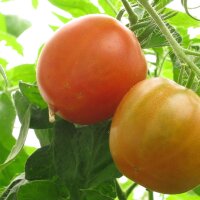 Tomato Stupice (Solanum lycopersicum) seeds