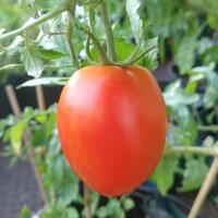 Ukrainian Bush Tomato (Solanum lycopersicum) seeds