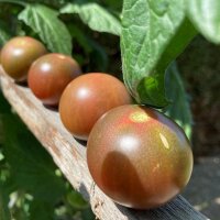 Black Sweet Cherry Tomato (Solanum lycopersicum)