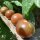 Black Sweet Cherry Tomato (Solanum lycopersicum) seeds